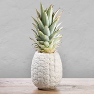 Kruka - Ananas