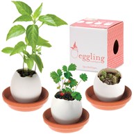 Eggling - Odlingsägg