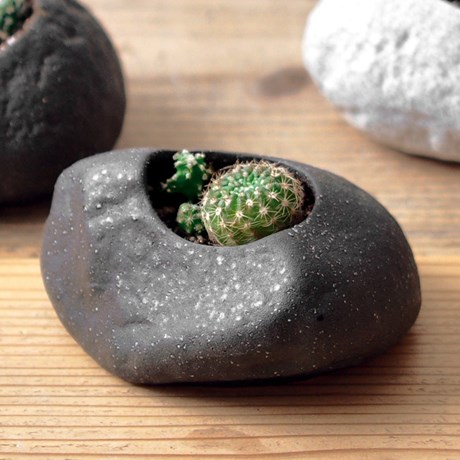 Odlingsset - Sten med frö, Kaktus