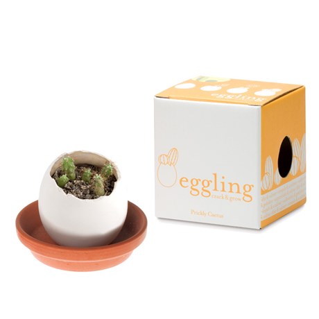Eggling - Odlingsägg, Kaktus